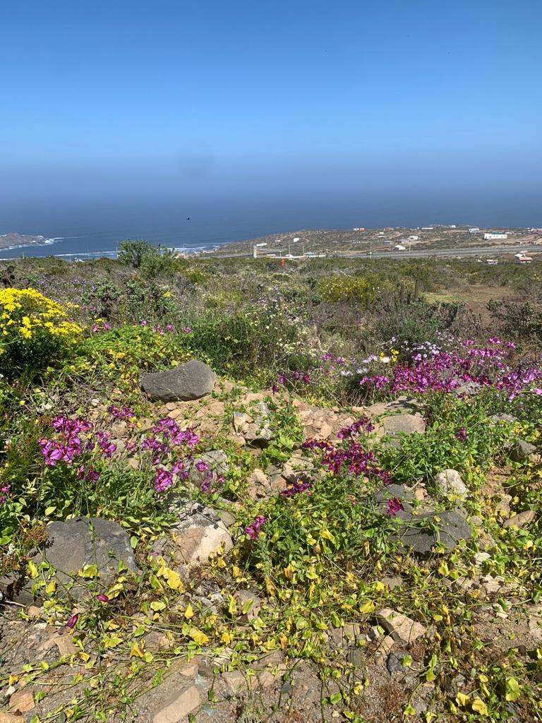 TERRENO EN PARCELACIÓN EL ARAYAN_LA SERENA