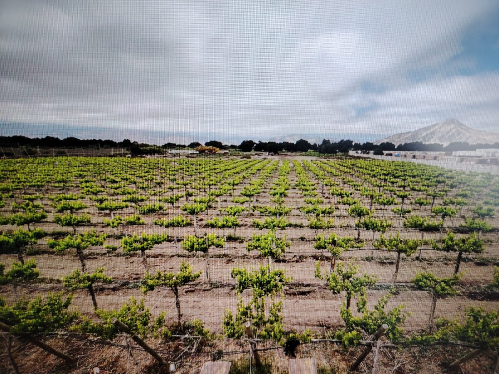 SECTOR NORTE / GRAN PARCELA AGROINDUSTRIAL .- 30.000 MTS.2