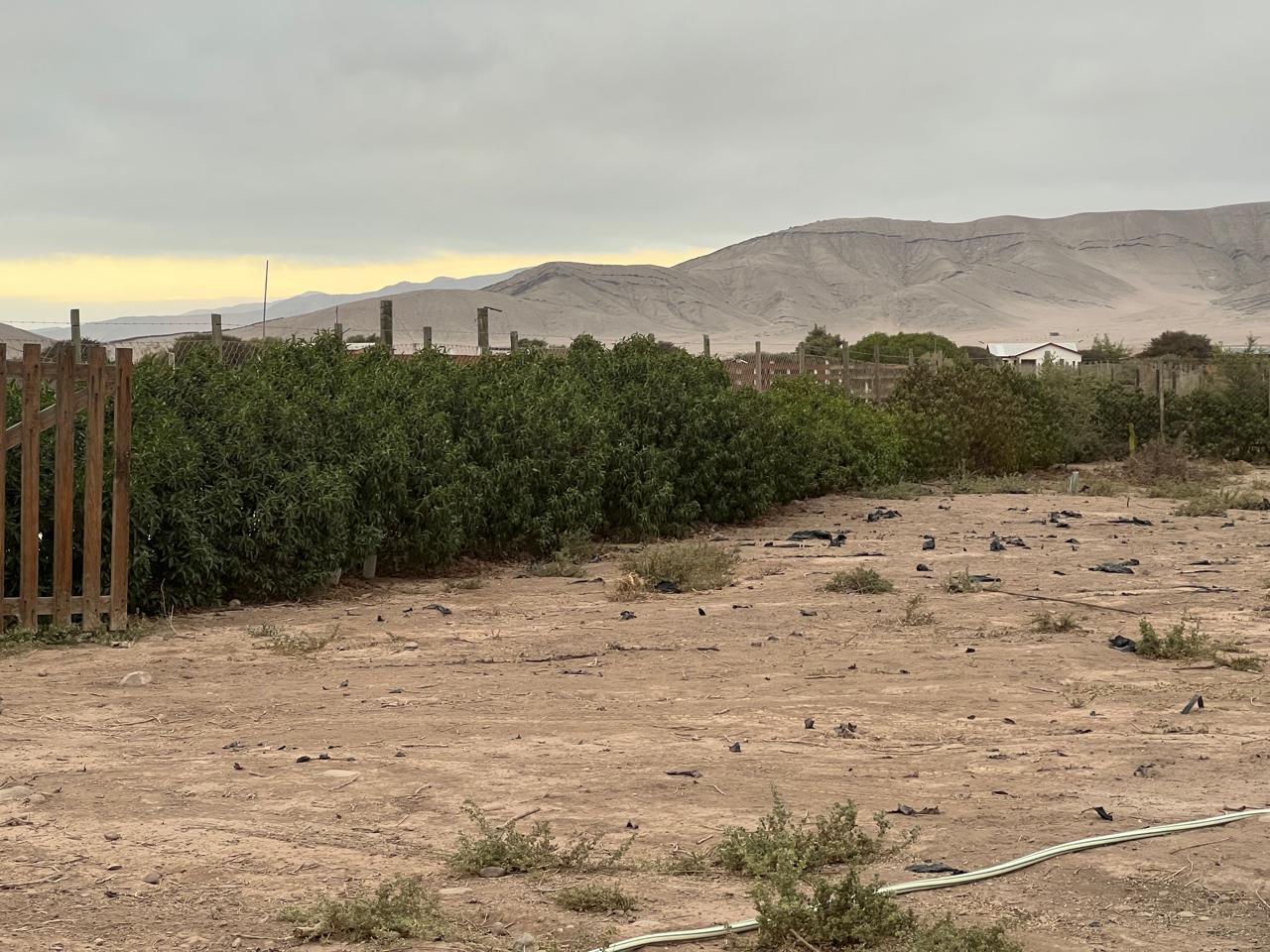 EXCELENTE PARCELA - VALLE FERTIL - A 5 MIN DE CARRETERA.-1/2 Ha.