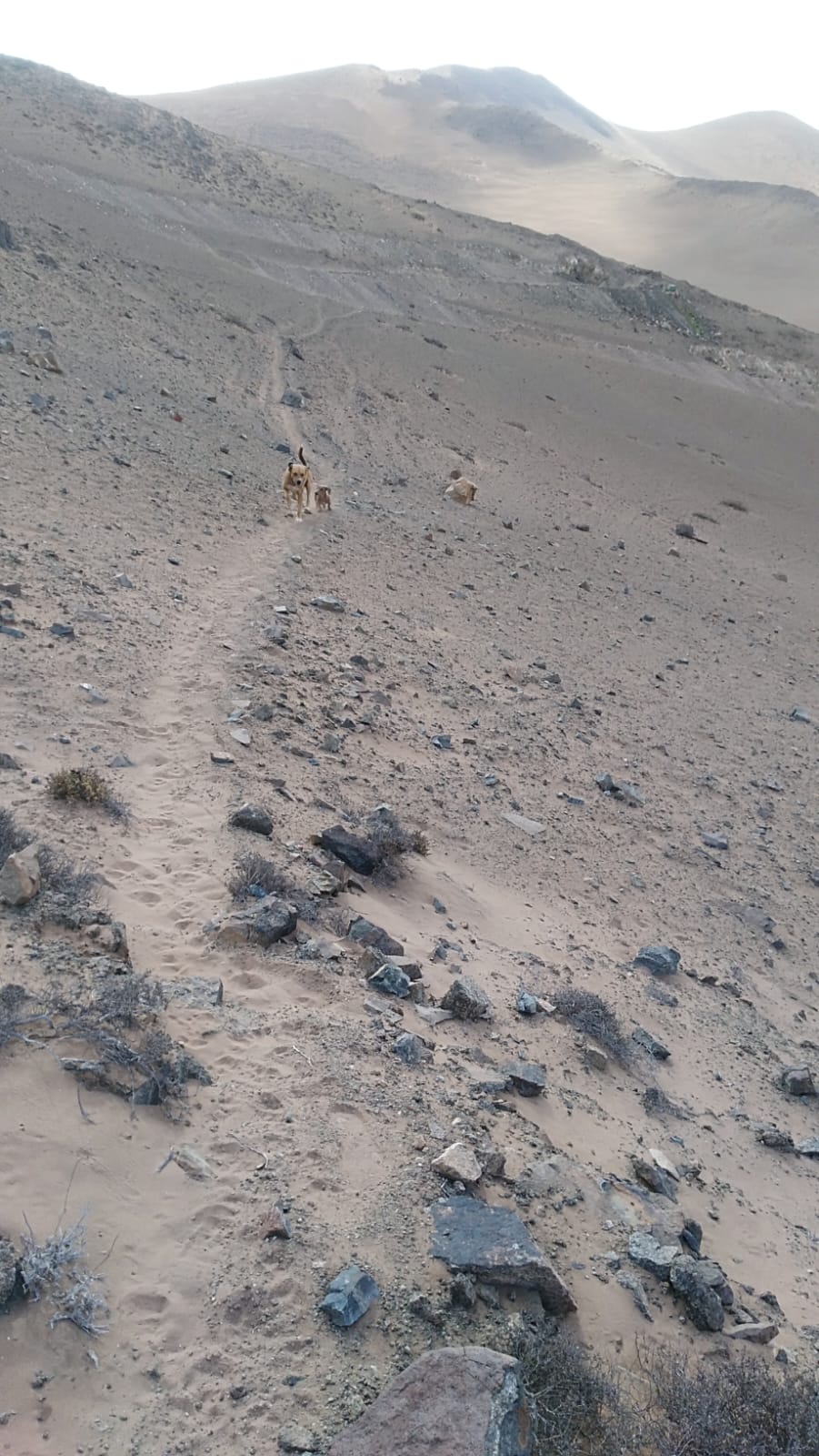 MINA LA PROBLEMA  DEL 1 AL 10.-