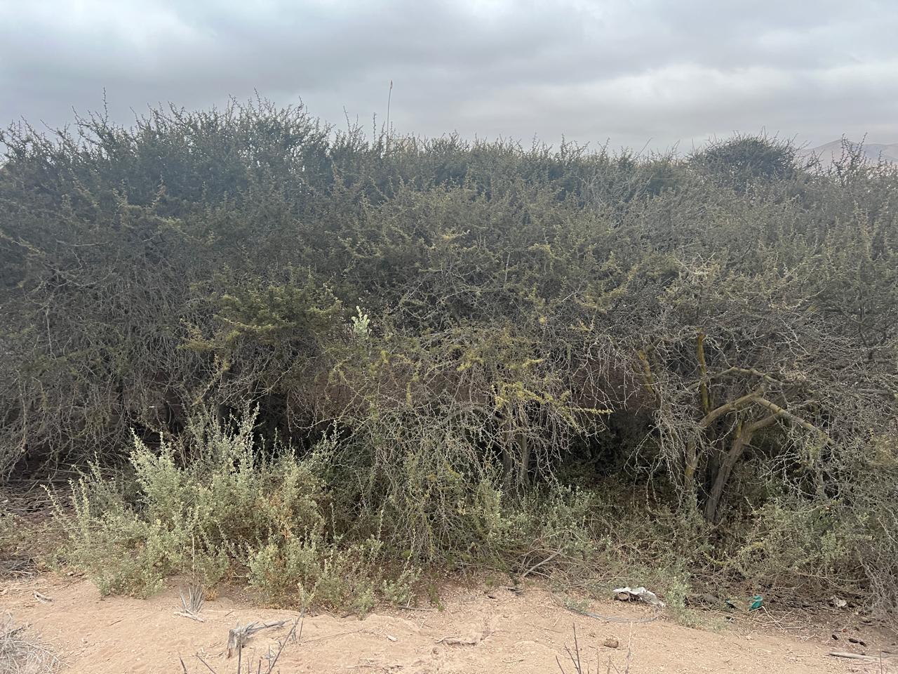 LINDA PARCELA VALLE FERTIL.- 5.000 M2.