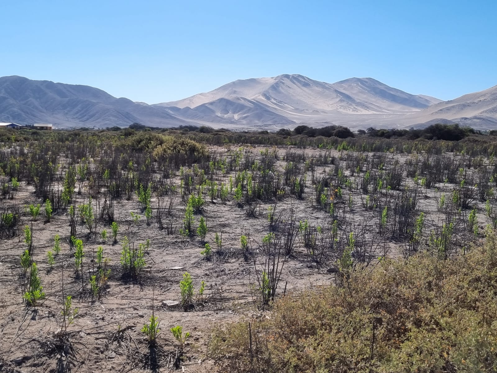 GRAN OPORTUNIDAD-ARRIENDO PARCELA FRENTE BY-PASS